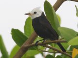 Witkopwatertiran - White-headed Marsh Tyrant