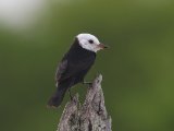 Witkopwatertiran - White-headed Marsh Tyrant