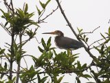 Witbuikreiger - Tricolores Heron