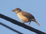 Huiswinterkoning - House Wren