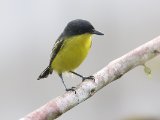 Geelbuikschoffelsnavel - Common Tody-flycatcher