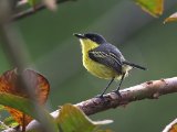 Geelbuikschoffelsnavel - Common Tody-flycatcher