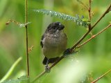 Bont dikbekje - Wing-barred Seedeater