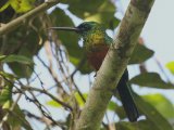 Groenstaartglansvogel - Green-tailed Jacamar