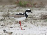 Cayennekievit- Pied Lapwing