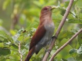 Eekhoornkoekoek - Squirrel Cuckoo