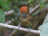 Zwartkuifmierklauwier - Black-crested Antshrike (v)