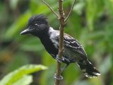 Zwartkuifmierklauwier - Black-crested Antshrike