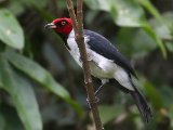 Zwartkeelkardinaal - Red-capped Cardinal