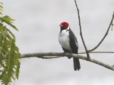 Zwartkeelkardinaal - Red-capped Cardinal