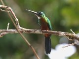 Groenstaartglansvogel - Green-tailed Jacamar