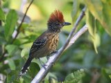 Zwartkuifmierklauwier - Black-crested Antshrike