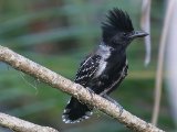 Zwartkuifmierklauwier - Black-crested Antshrike