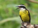 Grote kiskadie - Great Kiskadee