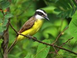 Grote kiskadie - Great Kiskadee