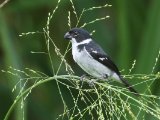 Bont dikbekje - Wing-barred Seedeater