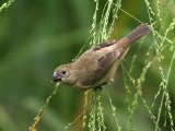 Bont dikbekje - Wing-barred Seedeater