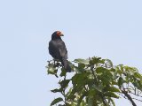 Zwarte caracara - Black Caracara