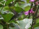 Gmelins amazilia- Plain-bellied Emerald