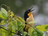 Zwartkopdonacobius - Black-capped Donacobius