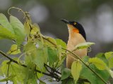 Zwartkopdonacobius - Black-capped Donacobius