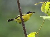 Geelbuikschoffelsnavel - Common Tody-flycatcher