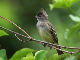 Geelbuikelenia - Yellow-bellied Elaenia