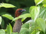 Kleine chachalaca - Variable Chachalaca