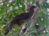 Kleine chachalaca - Variable Chachalaca