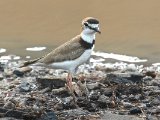 Kraagplevier - Collared Plover