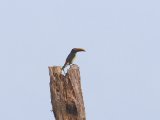 Groene arassari - Green Aracari