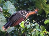 Hoatzin