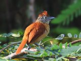 Gebandeerde mierklauwier - Barred Antshrike (v)