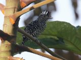 Gebandeerde mierklauwier - Barred Antshrike