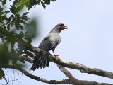 Roodkeelcaracara -Red-throated Caracara