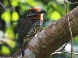 Gevlekte baardkoekoek - Spotted Puffbird