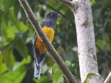 Guyanatrogon - Guianan Trogon