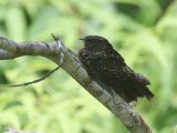 Roetnachtzwaluw - Blackish Nightjar