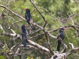 Zwarte trappist - Black nunbird