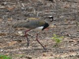 Chileense kievit - Southern Lapwing