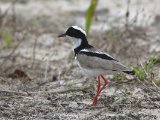 Cayennekievit- Pied Lapwing