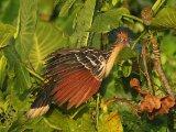 Hoatzin