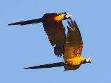 Blauw-gele ara - Blue-and-yellow Macaw