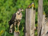 Zwarte arendbuizerd - Great Black Hawk