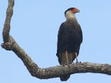 Noordelijke kuifcaracara - Northern Crested Caracara