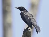 Caribische troepiaal - Carib Grackle