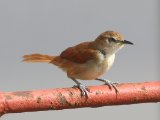 Geelkeelstekelstaart - Yellow-chinned Spinetail