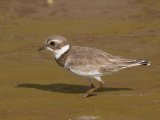 Amerikaanse bontbelplevier - Semipalmated Plover