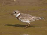 Amerikaanse bontbelplevier - Semipalmated Plover