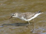 Grijze strandloper - Semipalmated Sandpiper